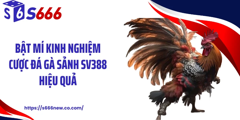 Bật mí kinh nghiệm cược đá gà sảnh SV388 hiệu quả