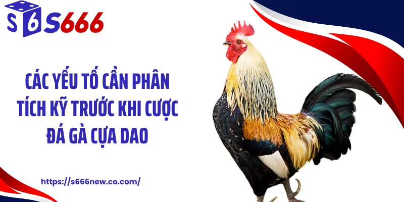 Các yếu tố cần phân tích kỹ trước khi cược đá gà cựa dao