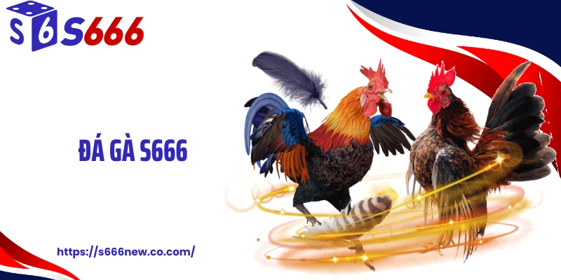 Đá Gà S666 Dậy Sóng Đường Truyền, Nghẹt Thở Từng Pha Đá