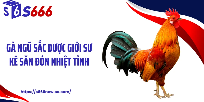 Gà ngũ sắc được giới sư kê săn đón nhiệt tình