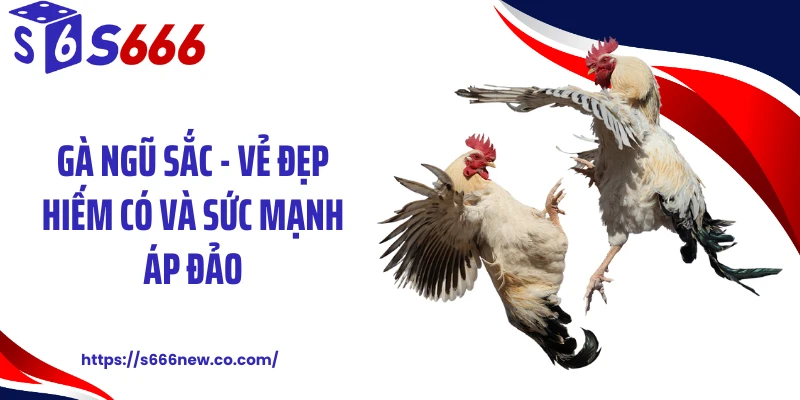 Gà Ngũ Sắc -  Vẻ Đẹp Hiếm Có Và Sức Mạnh Áp Đảo