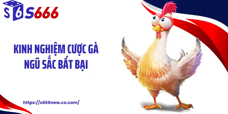 Kinh nghiệm cược gà ngũ sắc bất bại