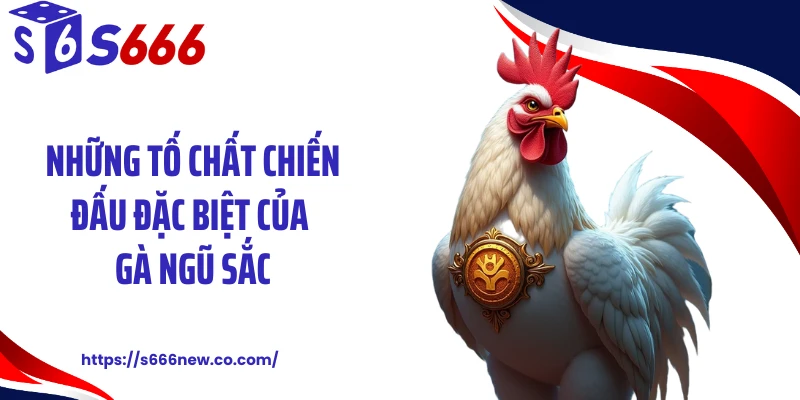 Những tố chất chiến đấu đặc biệt của gà ngũ sắc