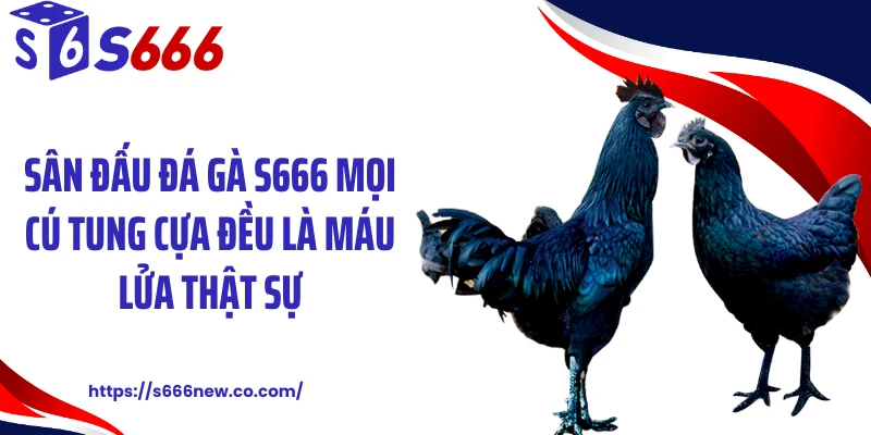 Sân đấu đá gà S666 mọi cú tung cựa đều là máu lửa thật sự