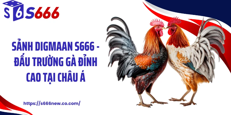 Sảnh Digmaan S666 - Đấu Trường Gà Đỉnh Cao Tại Châu Á