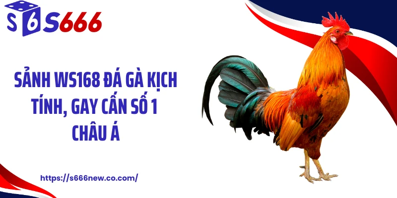 Sảnh WS168 đá gà kịch tính, gay cấn số 1 châu Á