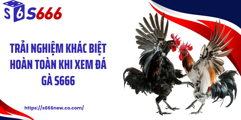 Trải nghiệm khác biệt hoàn toàn khi xem đá gà S666