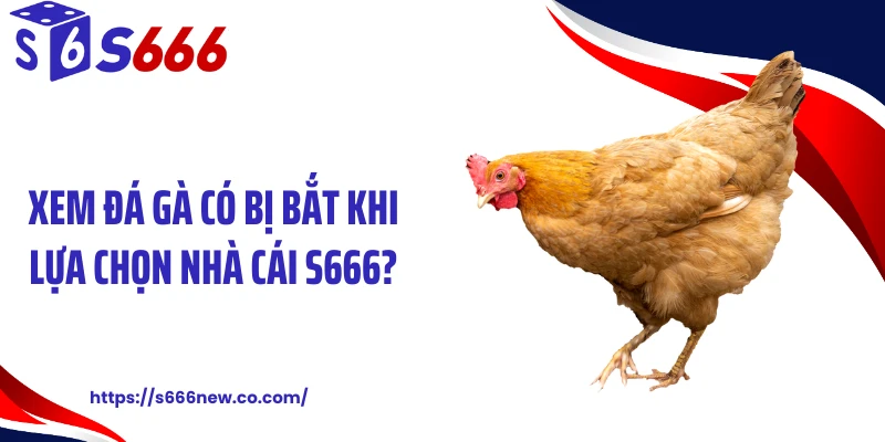 Xem đá gà có bị bắt khi lựa chọn nhà cái S666?